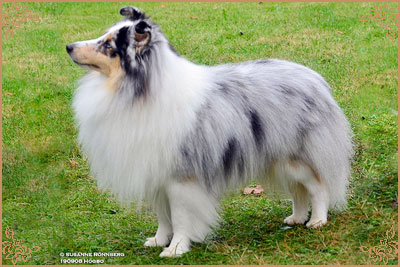 Frostice Makeover, Crufts Winners