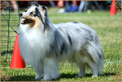 Frostice Makeover, Crufts Winners