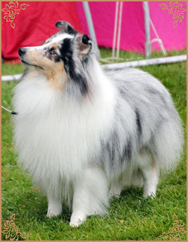 Frostice Makeover, Crufts Winners