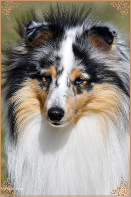 Frostice Makeover, Crufts Winners