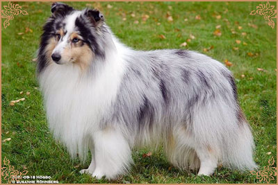 Frostice Makeover, Crufts Winners