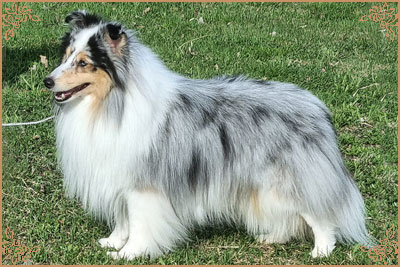 Frostice Makeover, Crufts Winners