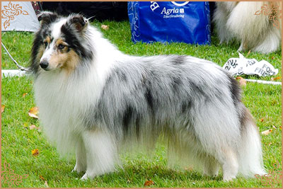Frostice Makeover, Crufts Winners