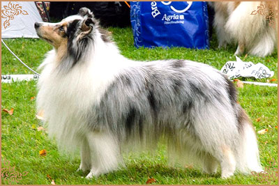 Frostice Makeover, Crufts Winners