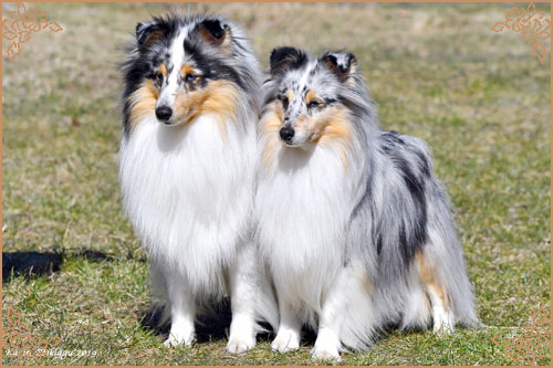 Frostice Makeover, Crufts Winners