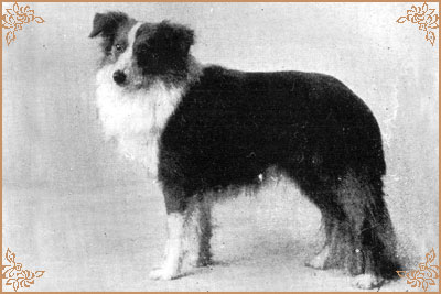 Gawaine of Cameliard, Crufts Winners