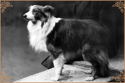 Gawaine of Cameliard, Crufts Winners