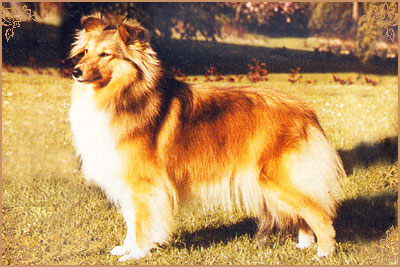 Glaysdale Heiress, Crufts Winners