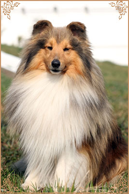 Гордон`c Шелл Денди, Gordon`s Shell Dandy