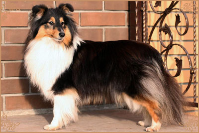 Гордон`с Шелл Феличита, Gordon`s Shell Felicita