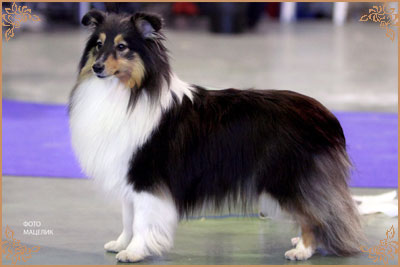 Гордон`с Шелл Феличита, Gordon`s Shell Felicita