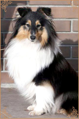Гордон`с Шелл Феличита, Gordon`s Shell Felicita