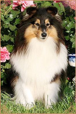 Гордон`с Шелл Феличита, Gordon`s Shell Felicita