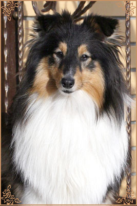 Гордон`с Шелл Феличита, Gordon`s Shell Felicita