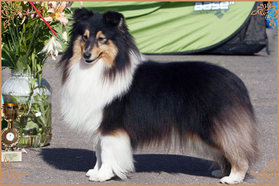Гордон`с Шелл Феличита, Gordon`s Shell Felicita