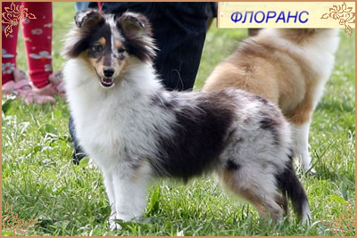 Гордон`с Шелл Флоранс, Gordon`s Shell Florance