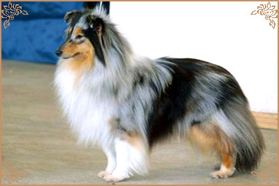 Гордон`с Шелл Флоранс, Gordon`s Shell Florance