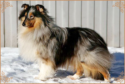 Гордон`с Шелл Флоранс, Gordon`s Shell Florance