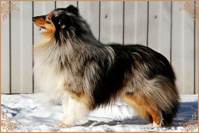 Гордон`с Шелл Флоранс, Gordon`s Shell Florance
