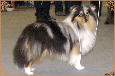 Гордон`с Шелл Флоранс, Gordon`s Shell Florance