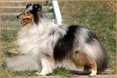 Гордон`с Шелл Флоранс, Gordon`s Shell Florance