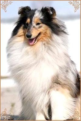 Гордон`с Шелл Флоранс, Gordon`s Shell Florance