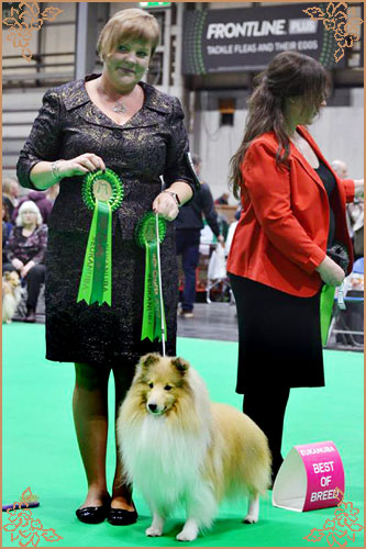 Hartly How About Me for Molson, Crufts Winners