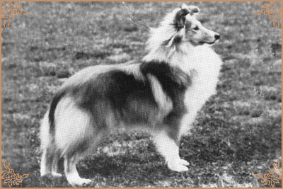 Hartmere Hello Gorgeous, Crufts Winners