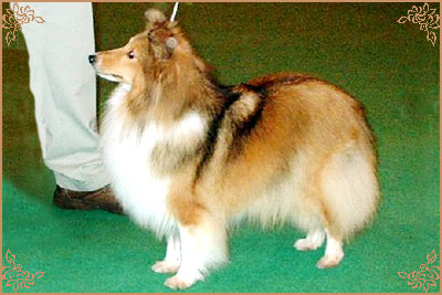 Hartmere Hold The Dream, Crufts Winners
