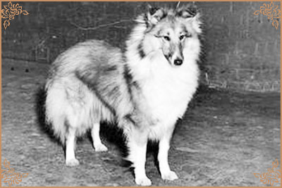 Helensdale Vanessa Helensdale Vanessa, Crufts Winners