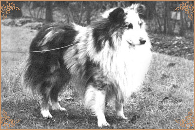 Hildlane Twilight of Callart, Crufts Winners