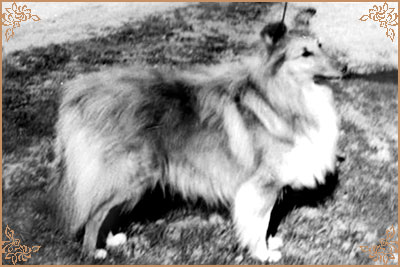 Honeyboy of Callart, Crufts Winners