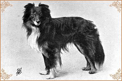 Hurly Burly Hurly Burly, Crufts Winners