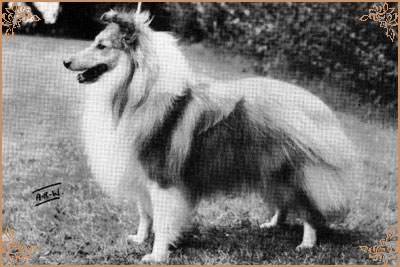 Jack Point of Janetstown, Crufts Winners