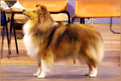 Jacquard Call My Bluff, Crufts Winners