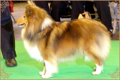 Jacquard Call My Bluff, Crufts Winners