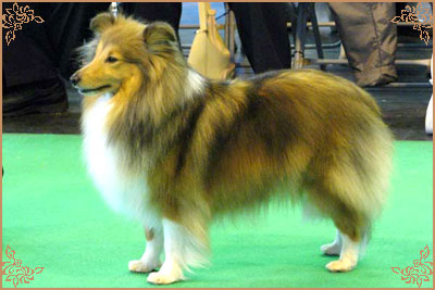 Jacquard Call My Bluff, Crufts Winners