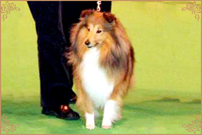 Jacquard Call My Bluff, Crufts Winners