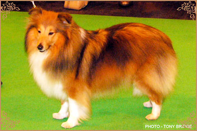 Jacquard Call My Bluff, Crufts Winners