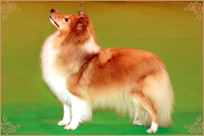 Keltihope Summer Breeze at Stevlyn, Crufts Winners