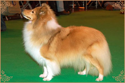 Keltihope Summer Breeze at Stevlyn, Crufts Winners