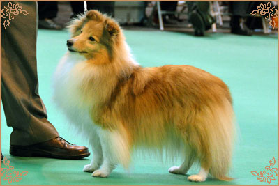 Keltihope Summer Breeze at Stevlyn, Crufts Winners