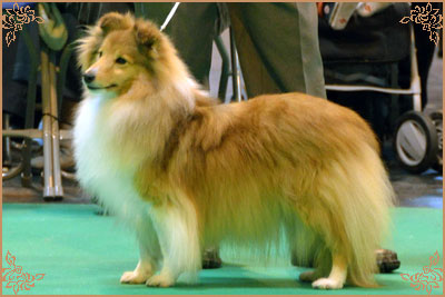 Keltihope Summer Breeze at Stevlyn, Crufts Winners