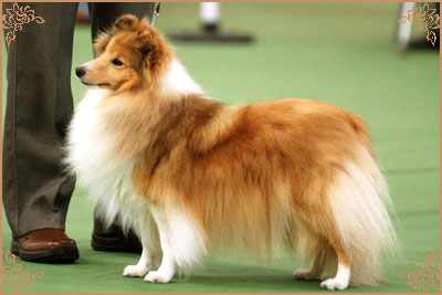 Keltihope Summer Breeze at Stevlyn, Crufts Winners