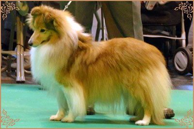 Keltihope Summer Breeze at Stevlyn, Crufts Winners