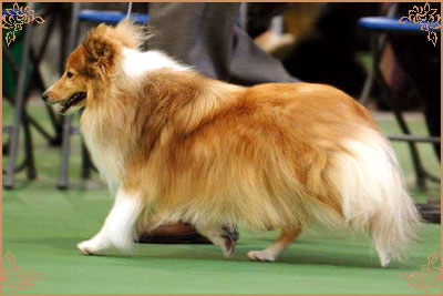 Keltihope Summer Breeze at Stevlyn, Crufts Winners