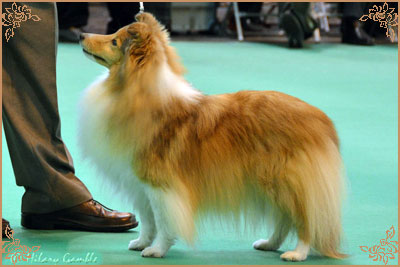 Keltihope Summer Breeze at Stevlyn, Crufts Winners