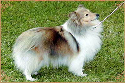 Ketim Estrellita, Crufts Winners