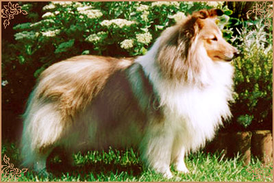 Ketim Estrellita, Crufts Winners