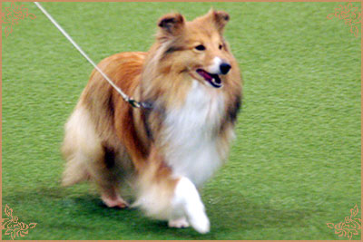 Ketim Estrellita, Crufts Winners